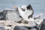 Nazca Booby